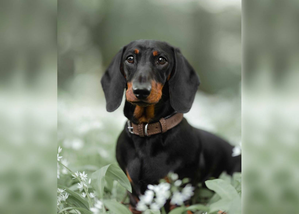 Luxury Herringbone & Leather Dog Collar – Lincoln (Brown Nubuck)