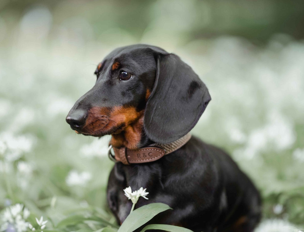 Luxury Herringbone & Leather Dog Collar – Lincoln (Brown Nubuck)